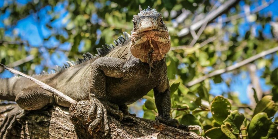 Activite insolite martinique iguane sur une branche