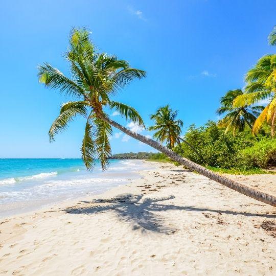 Climat tropical de martinique
