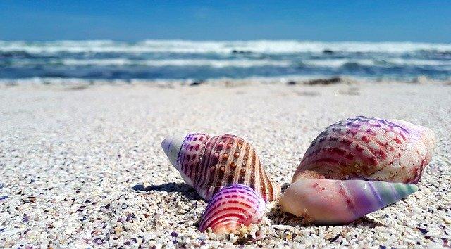 Le Musée du Coquillage et de la Mer aux Trois-Îlets à la Martinique