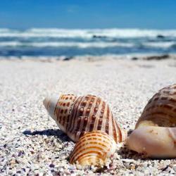 Le musée du Coquillage et de la mer aux Trois-Îlets