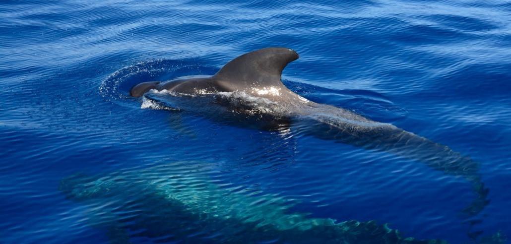 Dauphin dans la mer des caraibes lors d´une activite nautique Martinique