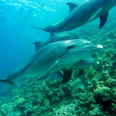 dauphins martinique
