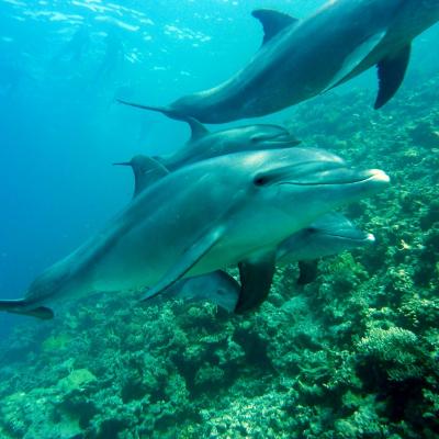 dauphins martinique