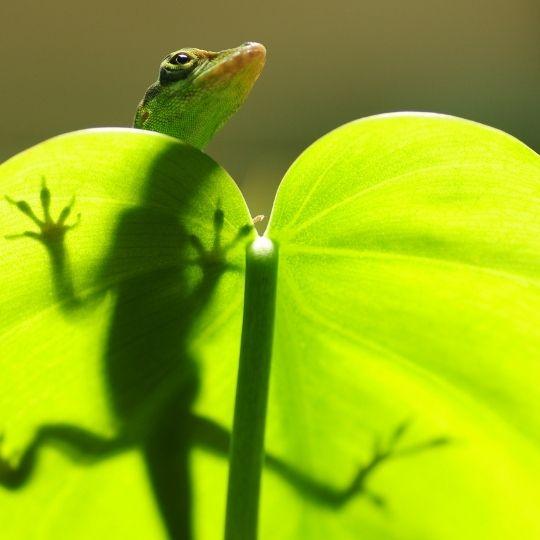 Faune martinique 2