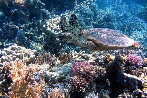 Faune sous marine martinique 640