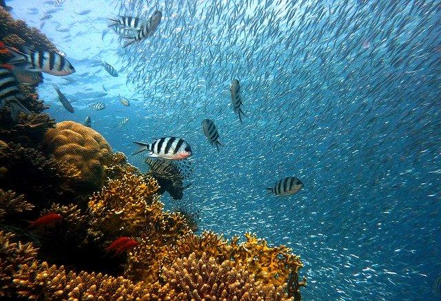 Paradis Plongée Le Marin, Martinique