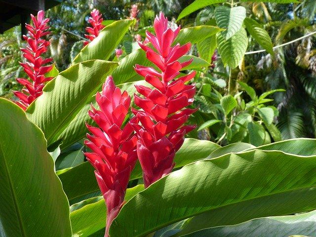 Le jardin créole Écotours en Martinique