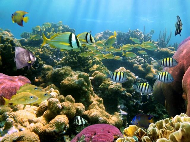 Le Parc aquatique Les jardins de la mer à Saint-Anne en Martinique