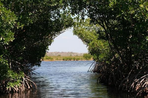 Mangrove martinique 640