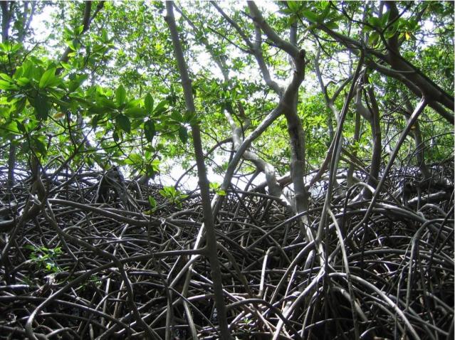 Martinique mangrove caravelle 641