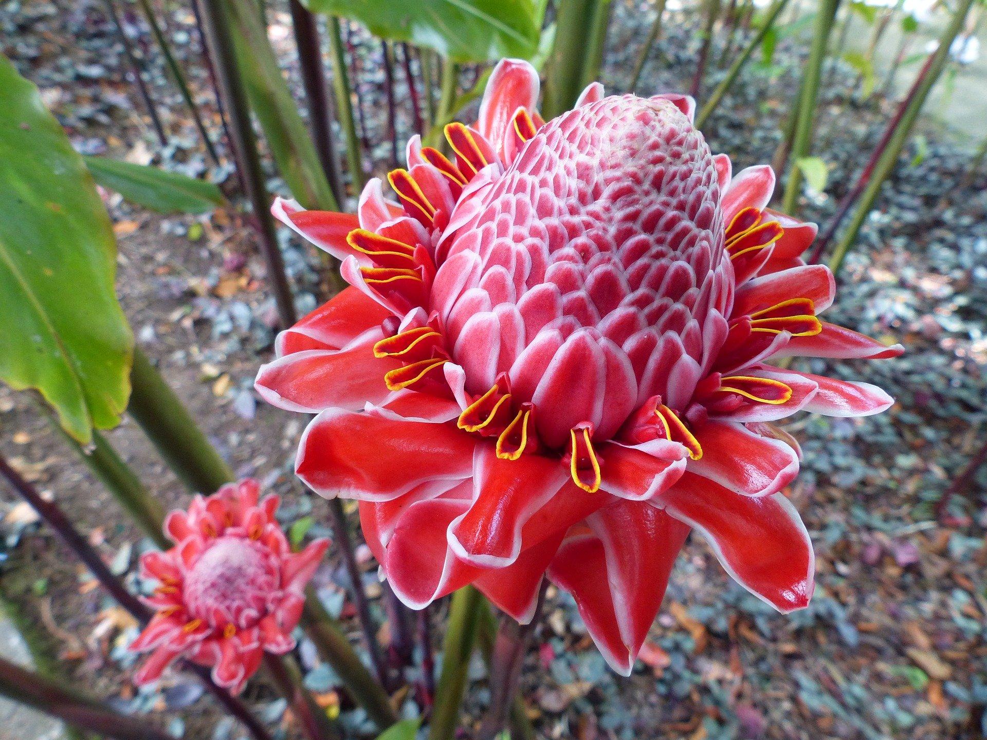 Voyage au coeur de la flore tropicale de la Martinique