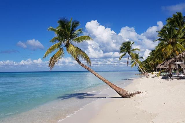 Plage martinique palmier