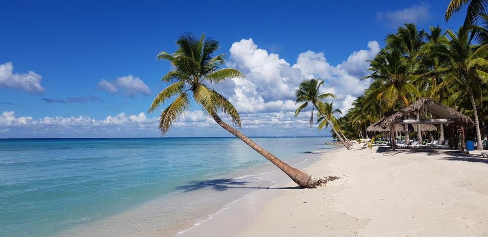 Plage martinique palmier