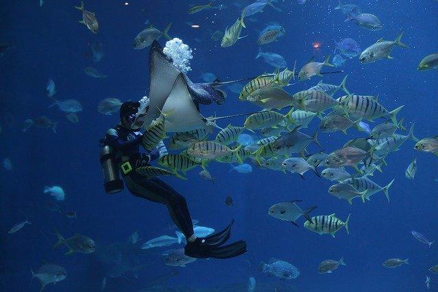 Marin Plongée Martinique - Club de plongée sous-marine