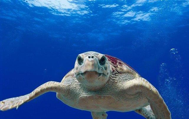 Tortue 2