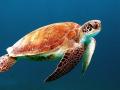 Tortue